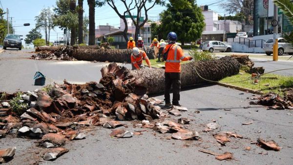 Con Africam Safari, Comuna dar&aacute; segundo uso a troncos de palmeras