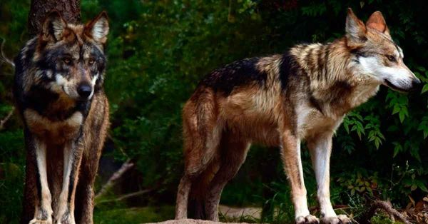 Contradice Sheinbaum a Trump y se pronuncia por la conservaci&oacute;n del lobo mexicano