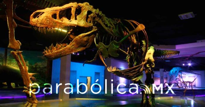 Resguarda Museo de la Evoluci&oacute;n colecci&oacute;n cient&iacute;fica m&aacute;s importantes del estado