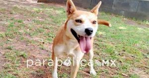 Rescata Bienestar Animal a &ldquo;Akari&rdquo; canina en abandono en Mayorazgo