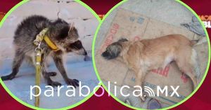 Denuncia Bienestar Animal venta de mapache en redes sociales de Tehuac&aacute;n