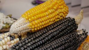 La Resurrecci&oacute;n ser&aacute; sede de la 4&ordf; edici&oacute;n de la Feria del Ma&iacute;z