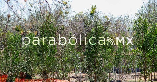 Acusa Gobierno de Puebla campa&ntilde;a de desinformaci&oacute;n sobre tala masiva por el Cableb&uacute;s