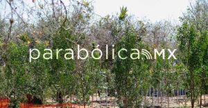 Acusa Gobierno de Puebla campa&ntilde;a de desinformaci&oacute;n sobre tala masiva por el Cableb&uacute;s