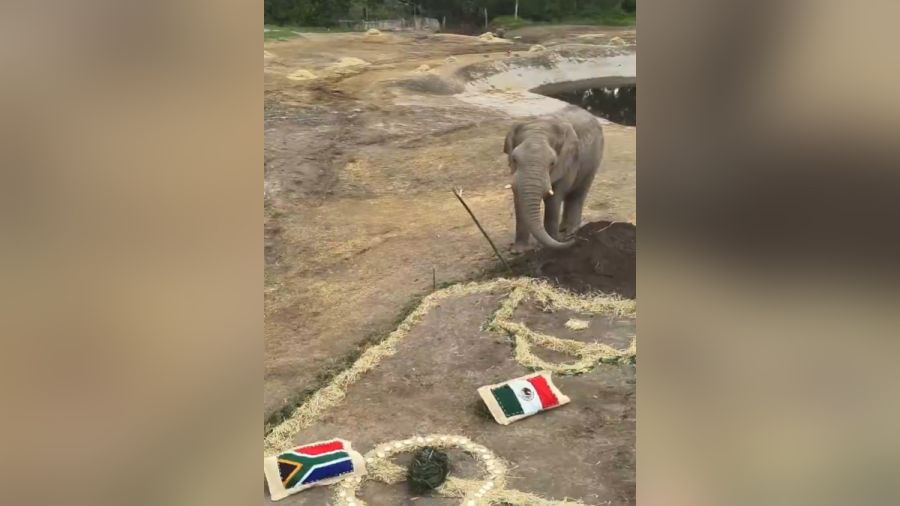 Se sube Africam Safari al tren mundialista
