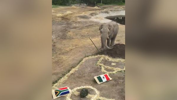 Se sube Africam Safari al tren mundialista