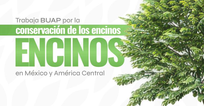 Trabaja BUAP para la conservaci&oacute;n de encinos en M&eacute;xico y Am&eacute;rica Central
