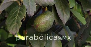 Anuncia Sheinbaum estrategia de dos frentes para retomar exportaci&oacute;n de aguacate a Estados Unidos