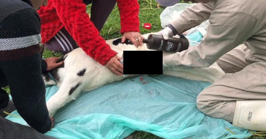 Combate Zacatl&aacute;n con &eacute;xito el gusano barrenador; salvan 10 especies animales