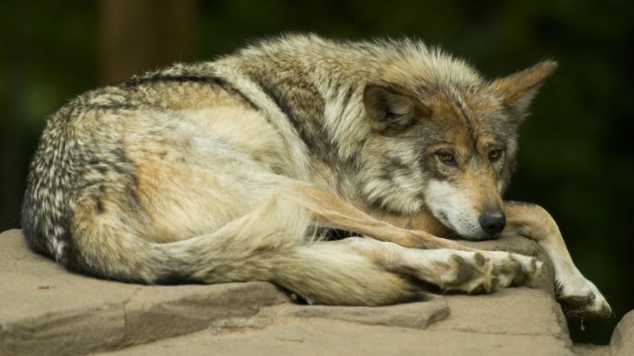 Enfila Donald Trump bater&iacute;as contra el lobo gris mexicano