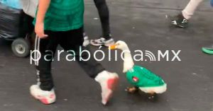 Del ganso de L&oacute;pez Obrador al pato Merl&iacute;n