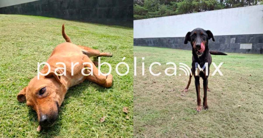 Asegura Bienestar Animal a dos caninas por presunto maltrato en Infonavit Amalucan
