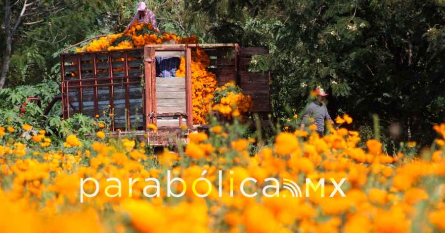 Cempas&uacute;chil y terciopelo: De los campos de Atlixco a los altares de M&eacute;xico