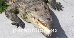 Reporta Marina avistamiento de cocodrilos en Valsequillo