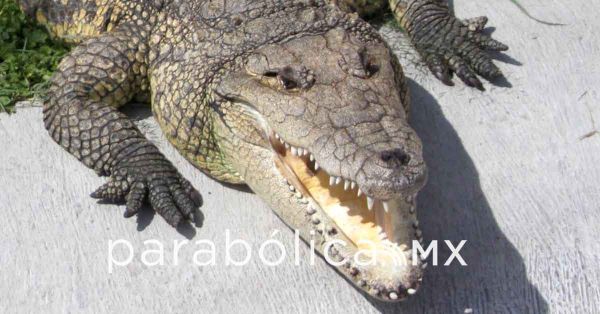 Reporta Marina avistamiento de cocodrilos en Valsequillo
