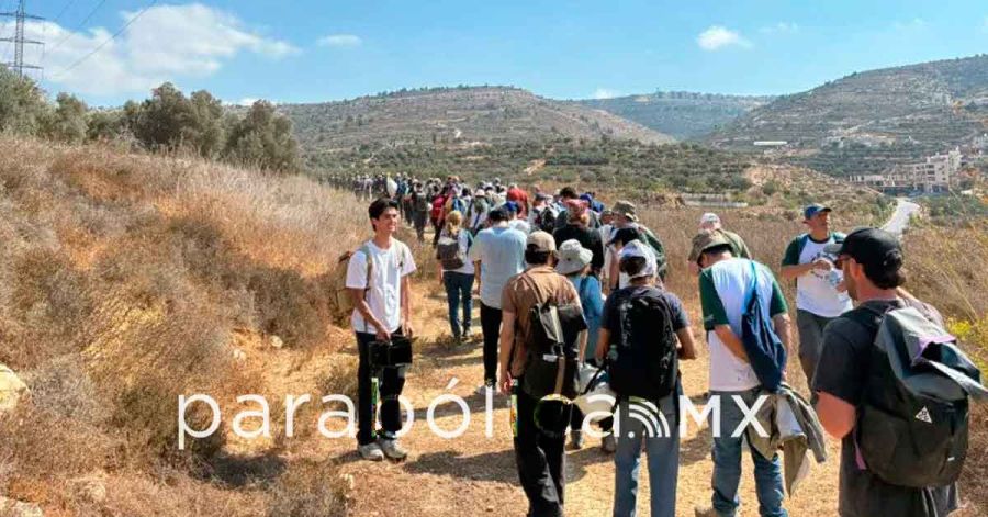 Detienen a dem&oacute;crata en Cisjornadia; repudian acoso a palestinos durante la cosecha de aceitunas;