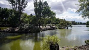Peque&ntilde;o cocodrilo tom&oacute; a la Laguna de San Baltazar como su casa