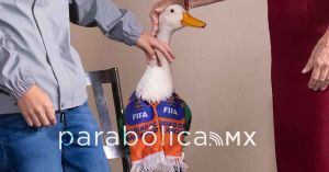 Un abuso, que intentaran externos registrar la marca del Pato Merl&iacute;n: Sheinbaum