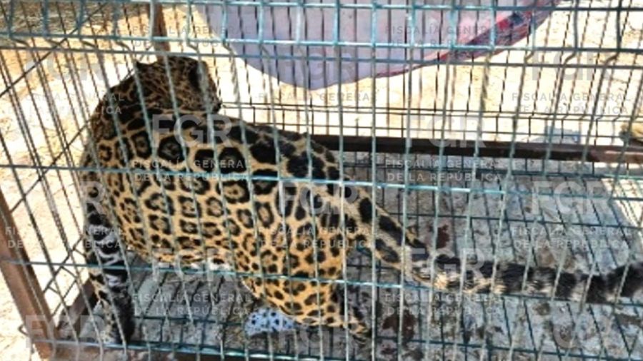En Zapopan, la FGR asegura diferentes especies de fauna salvaje