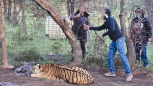 Rescatan a tigre de Bengala en Zacatecas, v&iacute;ctima de maltrato