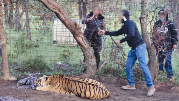 Rescatan a tigre de Bengala en Zacatecas, v&iacute;ctima de maltrato