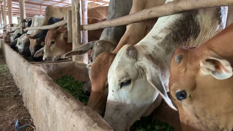 Frenan EU-M&eacute;xico comercio de carne por gusano barrenador