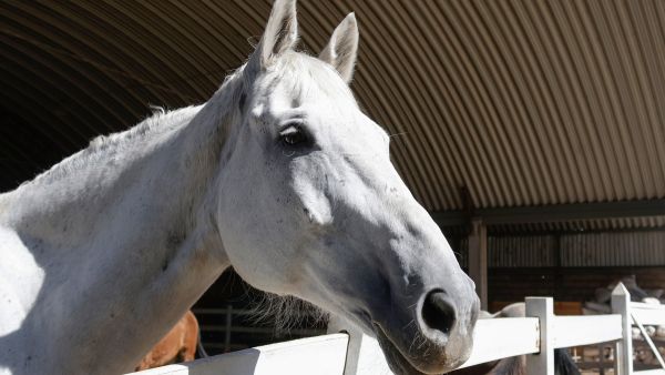 Atiende Texmelucan presunto maltrato animal en Tianguismanalco