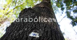 Quienes ahora critican el Cableb&uacute;s defendieron el ecocidio y criminalizaci&oacute;n con RUTA: Armenta