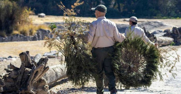 Arranca Africam Safari campa&ntilde;a de reciclaje de &aacute;rboles de navidad