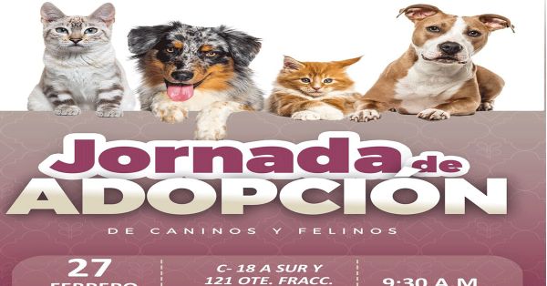 Invita Ayuntamiento de Puebla a participar en las Jornadas de Adopci&oacute;n de Gatitos y Perritos