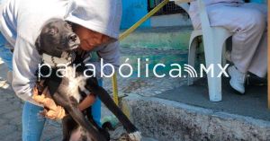 Exige Armenta castigo y cero impunidad&nbsp;ante maltrato animal en Xochiltepec