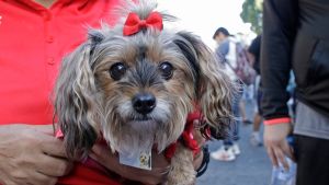 Anuncia DIF de Texmelucan Macrojornada de esterilizaci&oacute;n animal