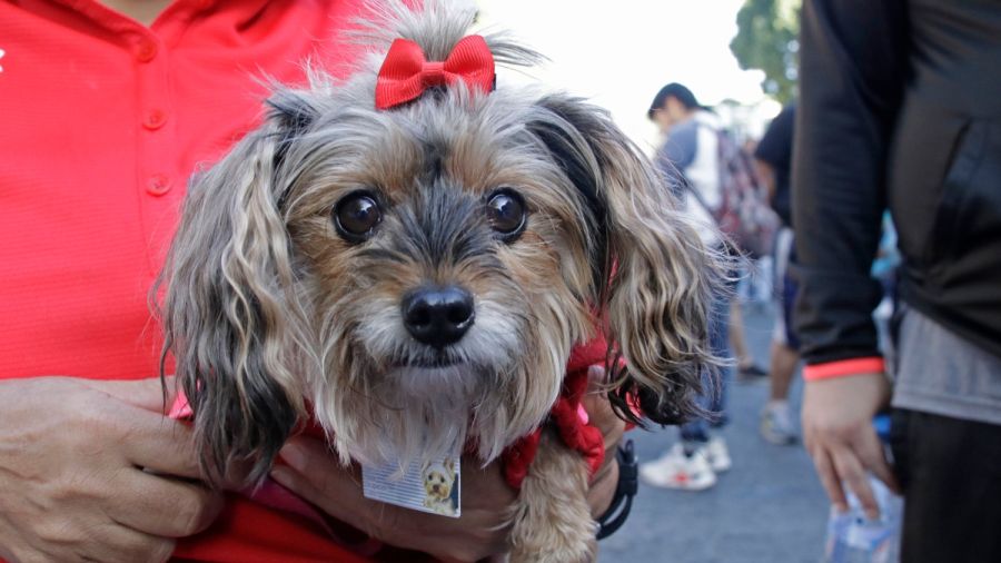Anuncia DIF de Texmelucan Macrojornada de esterilizaci&oacute;n animal
