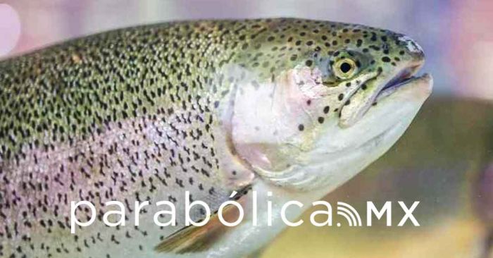 Puebla segundo Lugar en Trucha Arco&iacute;ris