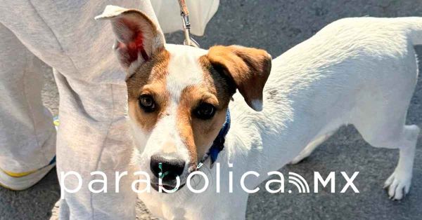 Realiza ayuntamiento jornadas de bienestar animal en diversas colonias