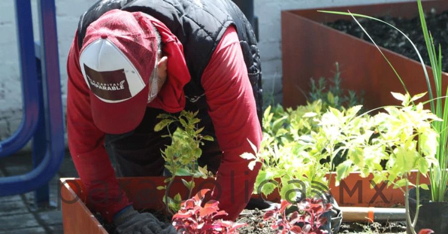 Realiza Gobierno de Pepe Chedraui labores de poda y chapeo en espacios p&uacute;blicos