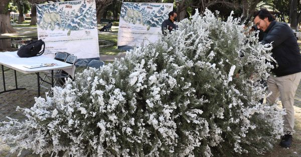 Promueve Gobierno de San Pedro Cholula el reciclaje de &aacute;rboles de Navidad