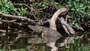 Cocodrilo de Laguna de San Baltazar puede adaptarse al entorno: BUAP