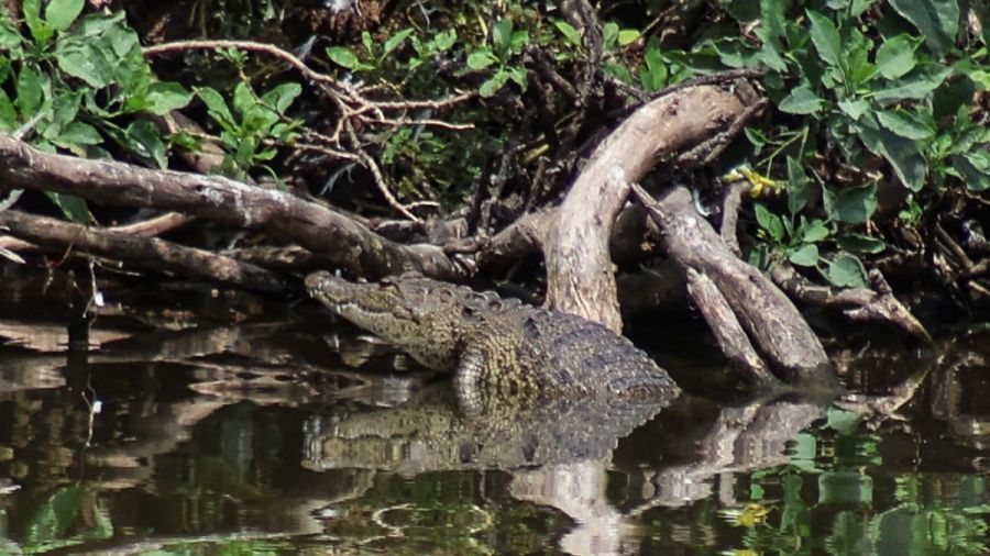 Cocodrilo de Laguna de San Baltazar puede adaptarse al entorno: BUAP