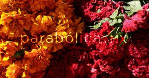 Florece cempas&uacute;chil poblano en todo el pa&iacute;s