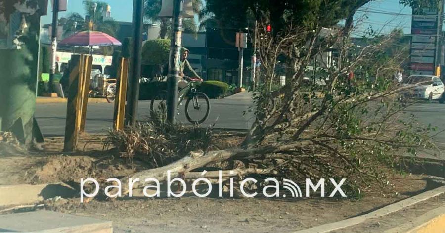 Indaga Gobierno estatal tala ilegal de &aacute;rboles en la Calzada Zaragoza