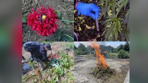 Destruye FGR 12 kilos de marihuana y amapola en Atempan