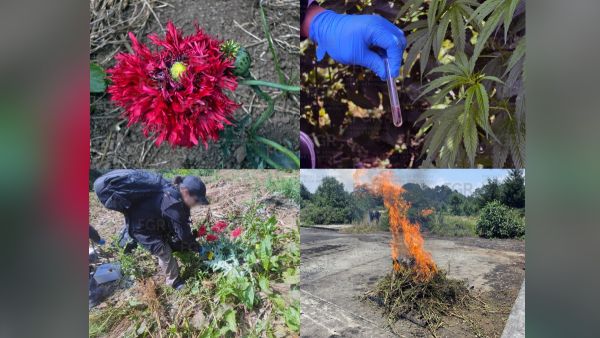 Destruye FGR 12 kilos de marihuana y amapola en Atempan
