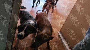 Rescatan a 13 lomitos maltratados en la capital poblana