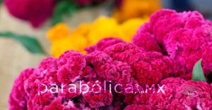 Aporta Puebla 7 de cada 10 flores que se producen en el pa&iacute;s: SDR previo a D&iacute;a de Muertos