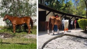 Asegura FGE a caballos por presunto maltrato animal en la capital
