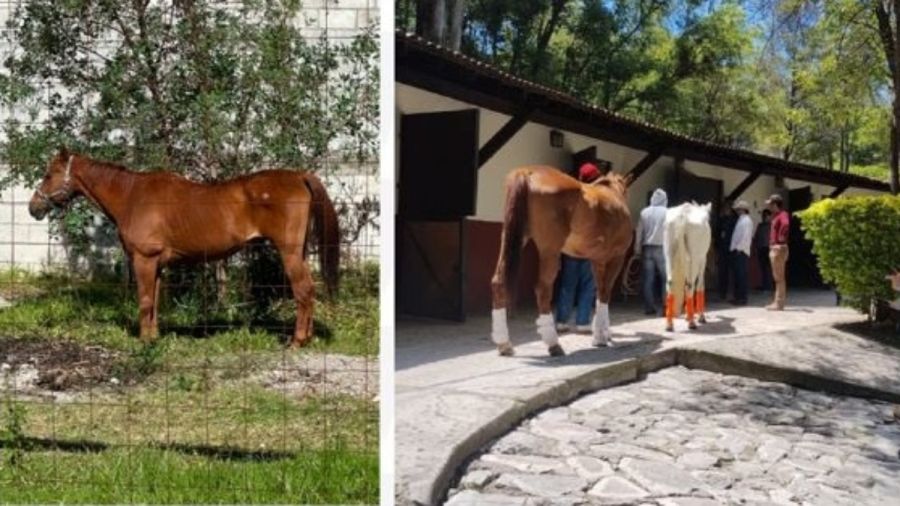 Asegura FGE a caballos por presunto maltrato animal en la capital