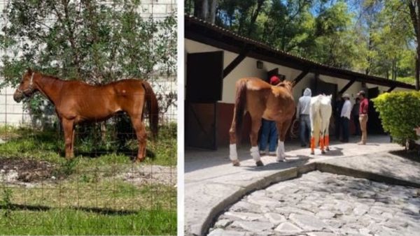 Asegura FGE a caballos por presunto maltrato animal en la capital
