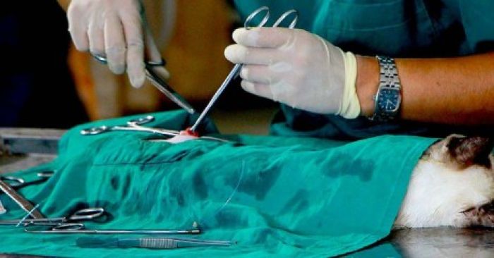 Impulsa Pepe Chedraui el bienestar animal en Puebla con m&aacute;s de 8 mil acciones durante febrero