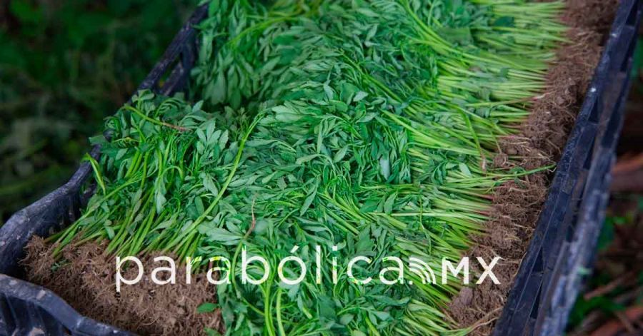 Respalda SDR la producci&oacute;n de flor de cempas&uacute;chil en Atlixco para D&iacute;a de Muertos